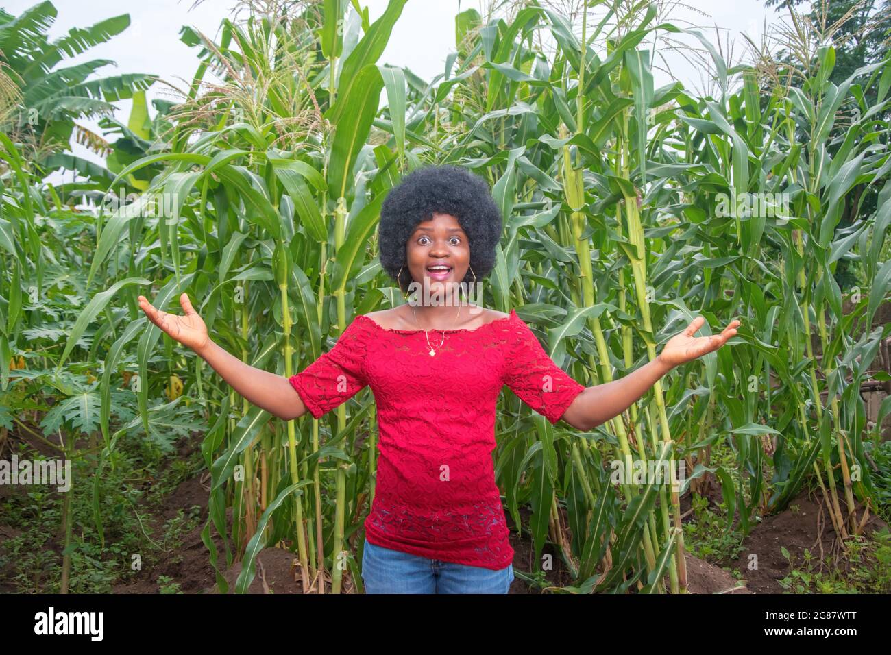 Eine coole und hübsche afrikanische Dame in einem roten Kleid und Afro-Frisur posiert gerne für Fotos auf einem grünen Mais-Ackerland oder einer Maisplantage Stockfoto