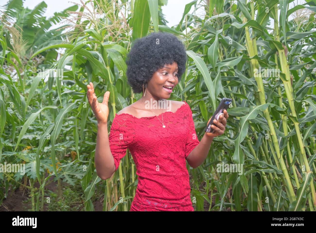 Eine nette afrikanische Dame in einem roten Kleid und afro-Frisur, glücklich auf die Kamera schauend und ein Smartphone mit beiden Händen haltend, auf dem Bauernhof Stockfoto