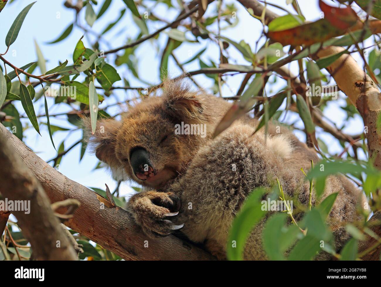 Schlafen zwischen Eukalyptusblättern - Koala - Victoria, Australien Stockfoto
