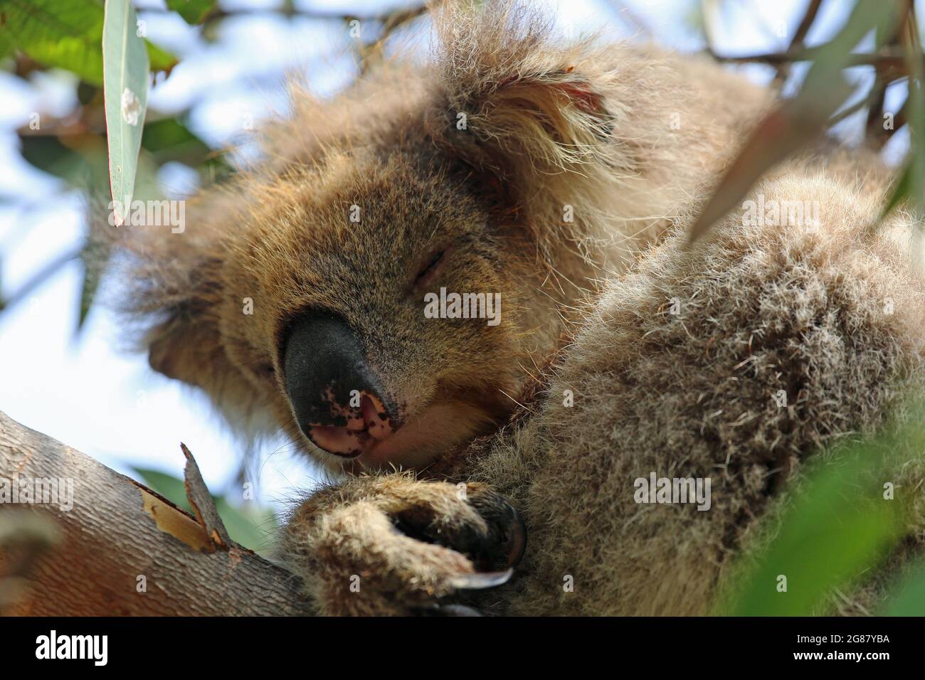Koala schläft aus nächster Nähe - Victoria, Australien Stockfoto