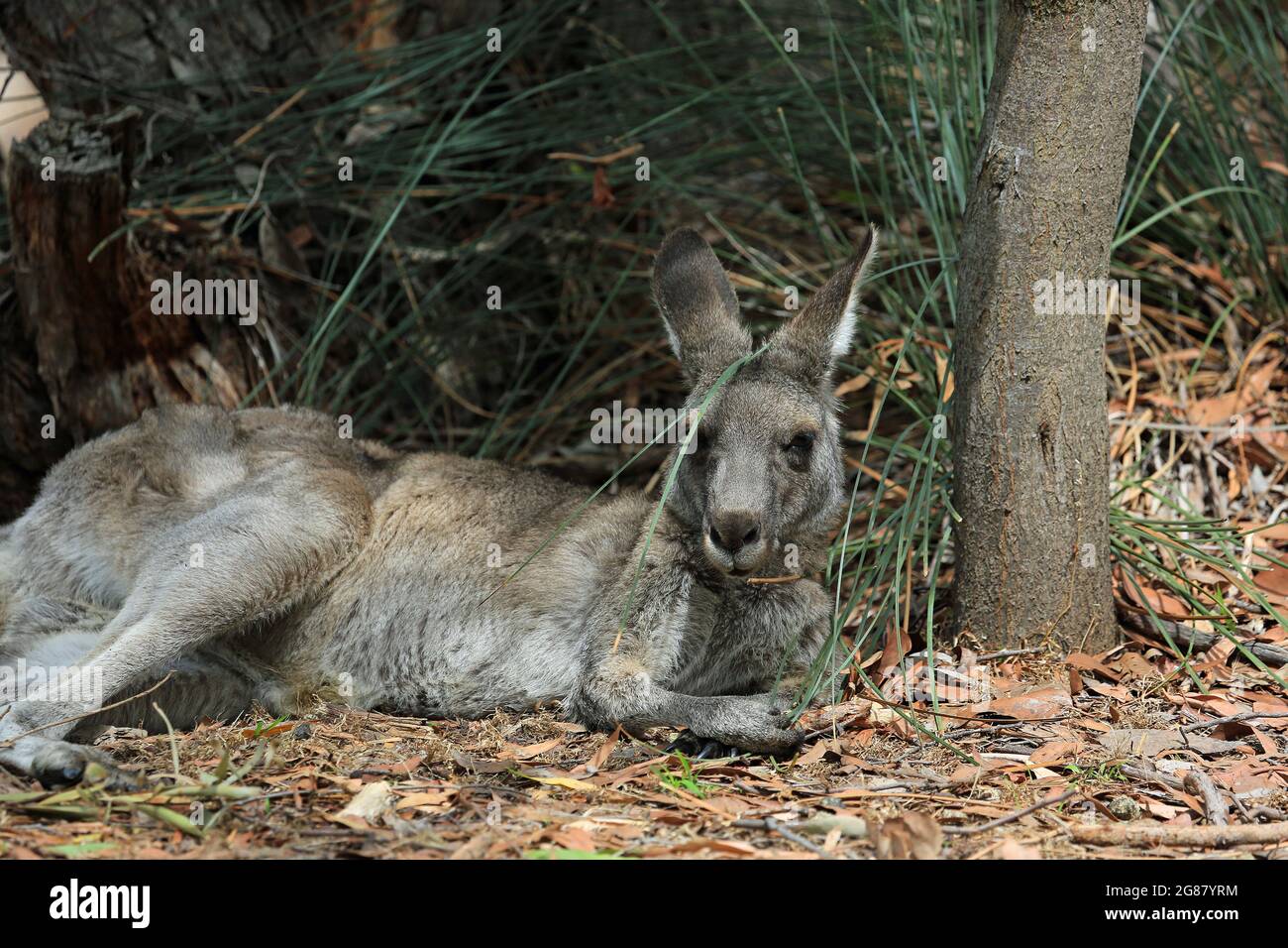 Känguru und der Stamm - Victoria, Australien Stockfoto