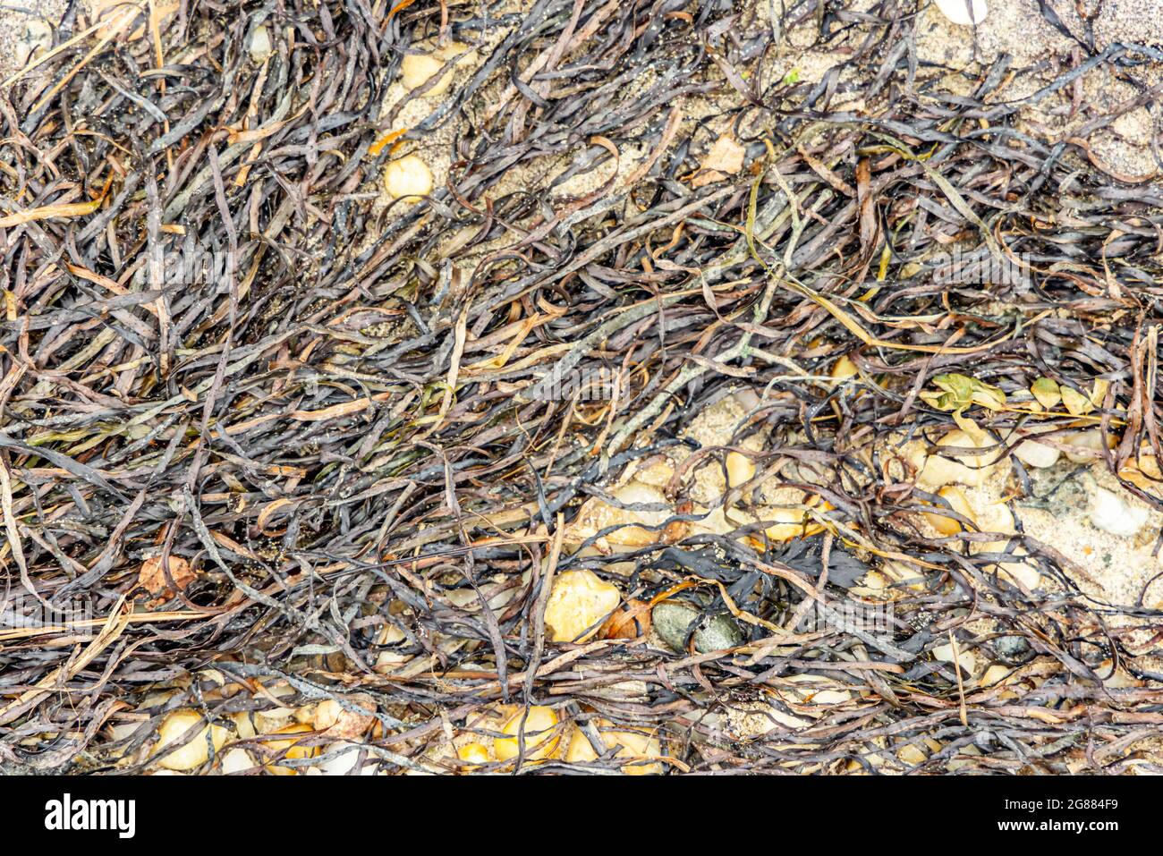 Detail von Algen an einem Meeresstrand Stockfoto