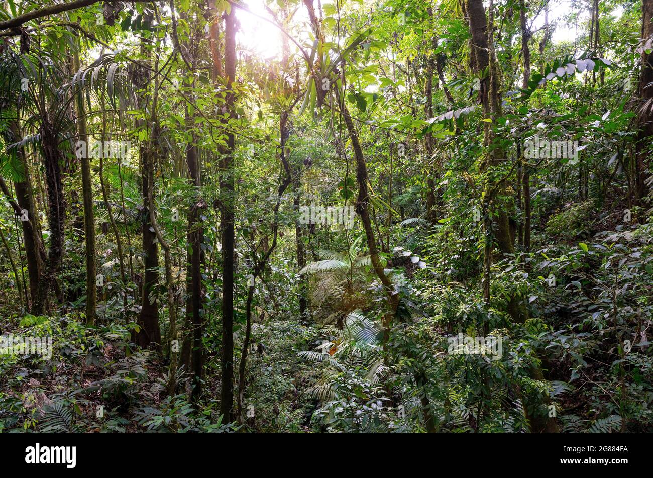 Tropische Regenwald-Luftlandschaft mit Streulicht, Arenal Nationalpark Hängebrücken, Costa Rica. Stockfoto