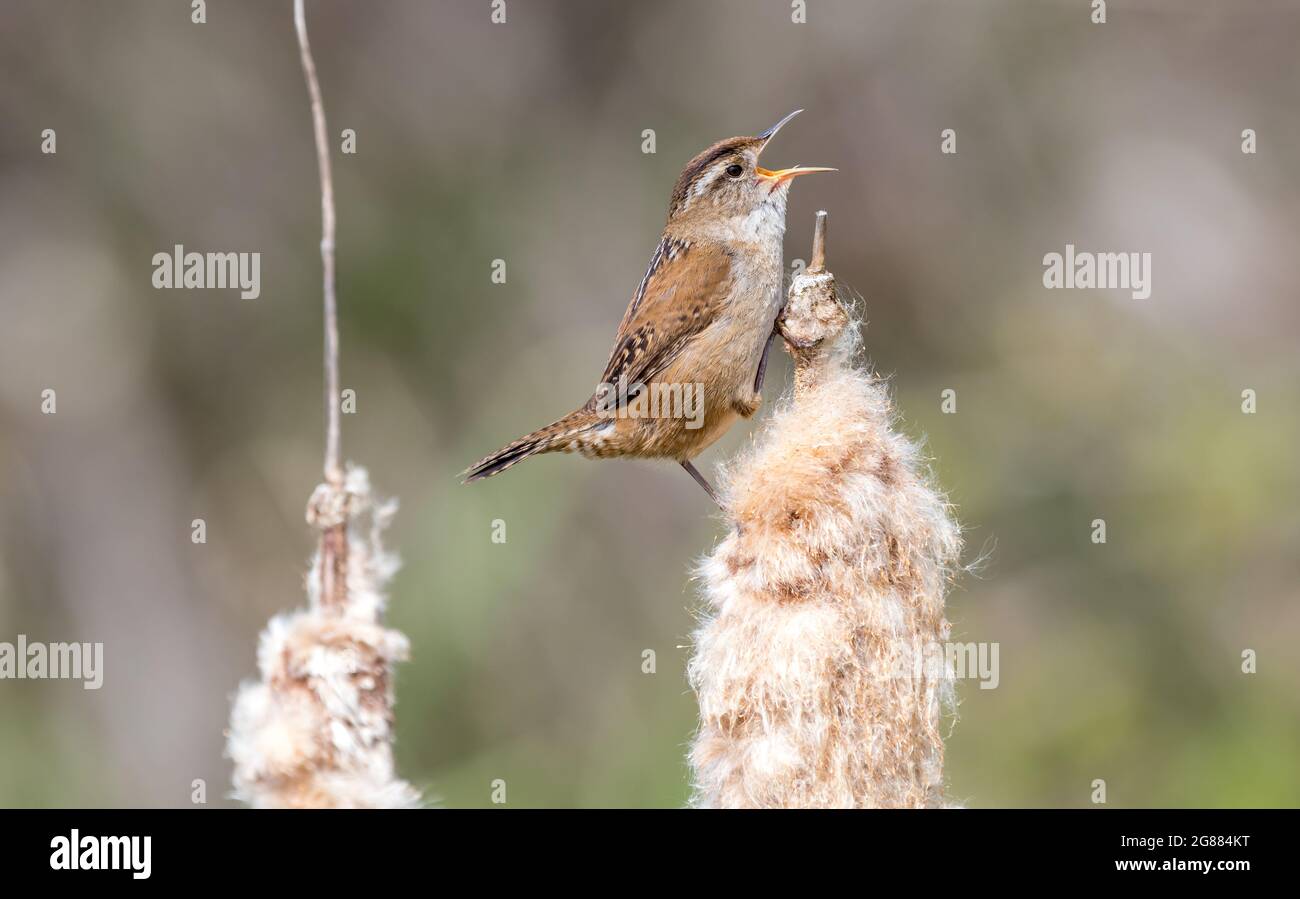 Ein Sumpfzapfen 'Cistothorus palustris' singt in einem Sumpfgebiet für einen Kumpel aus Rohrsangen. Stockfoto