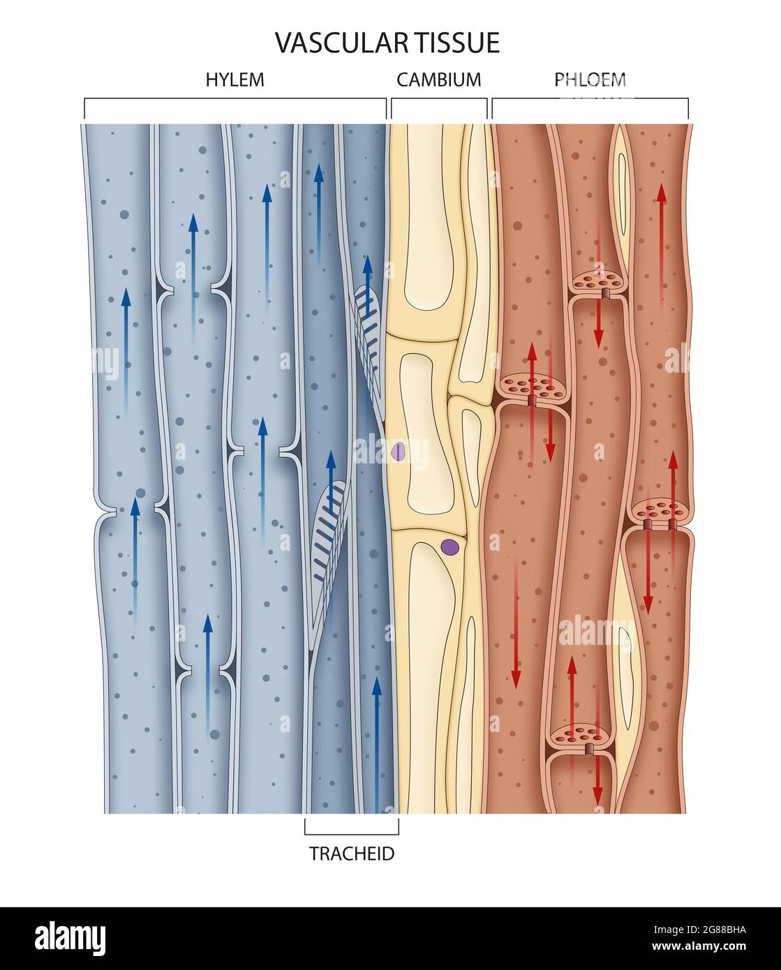 Querschnitt eines vaskulären Bündels im Stamm, der lebensmittelleitendes Phloem und wasserleitendes Xylem zeigt Stockfoto