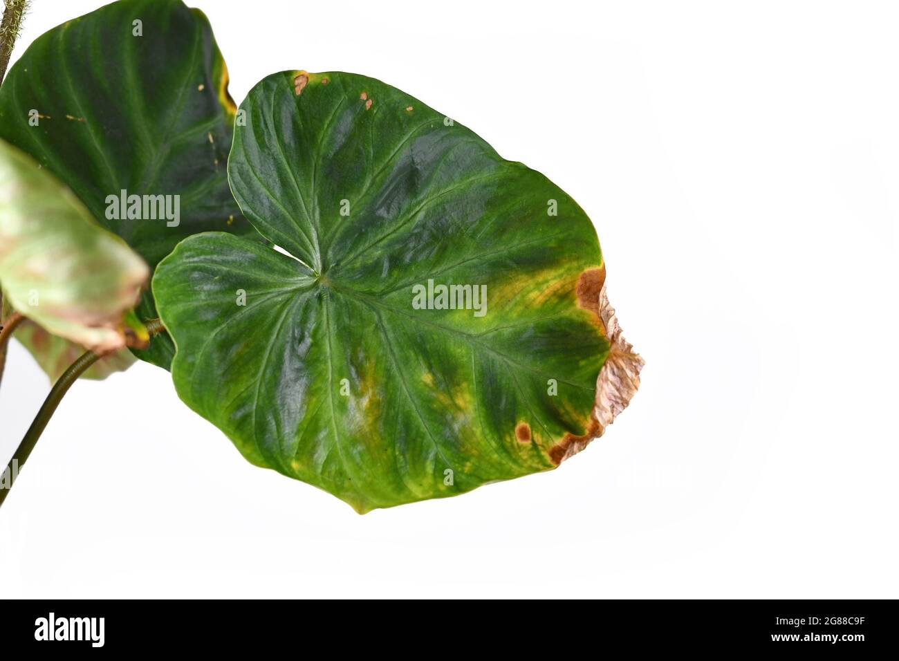 Krankes Hauspflanzenblatt mit trockenen braunen und gelben Blattspitzen und Flecken Stockfoto
