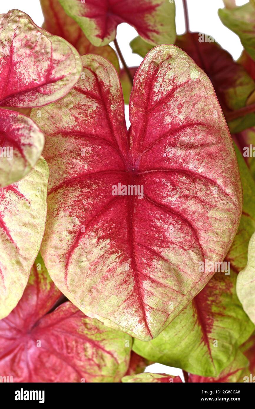 Blatt aus exotischer 'Caladium Lemon Blush'-Zimmerpflanze mit rosa und lindgrüner Farbe Stockfoto