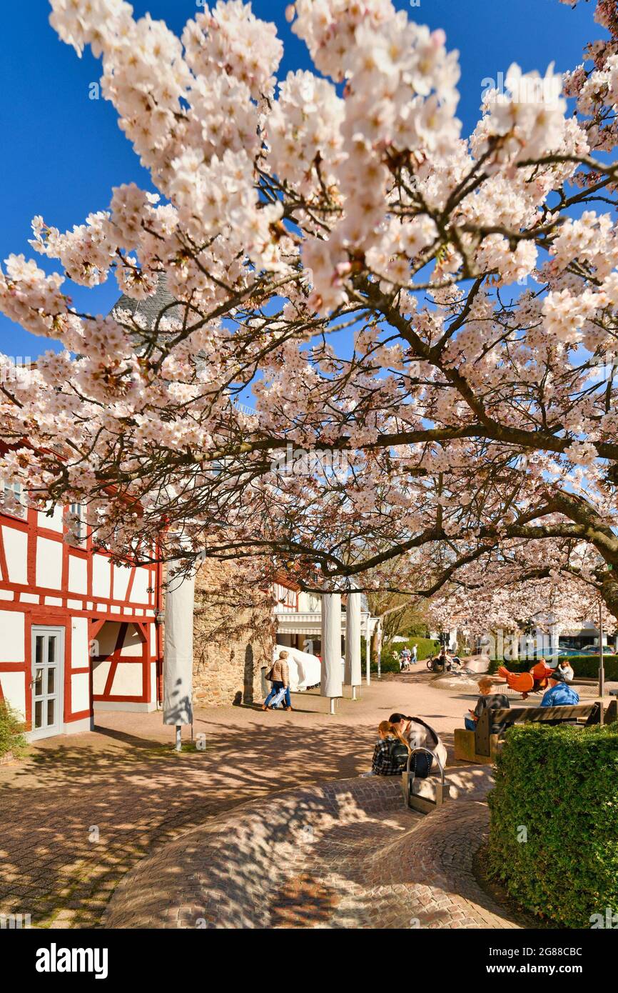Hofheim, Deutschland - März 2021: Blühender japanischer Kirschblütenbaum am historischen Platz am Untertor Stockfoto
