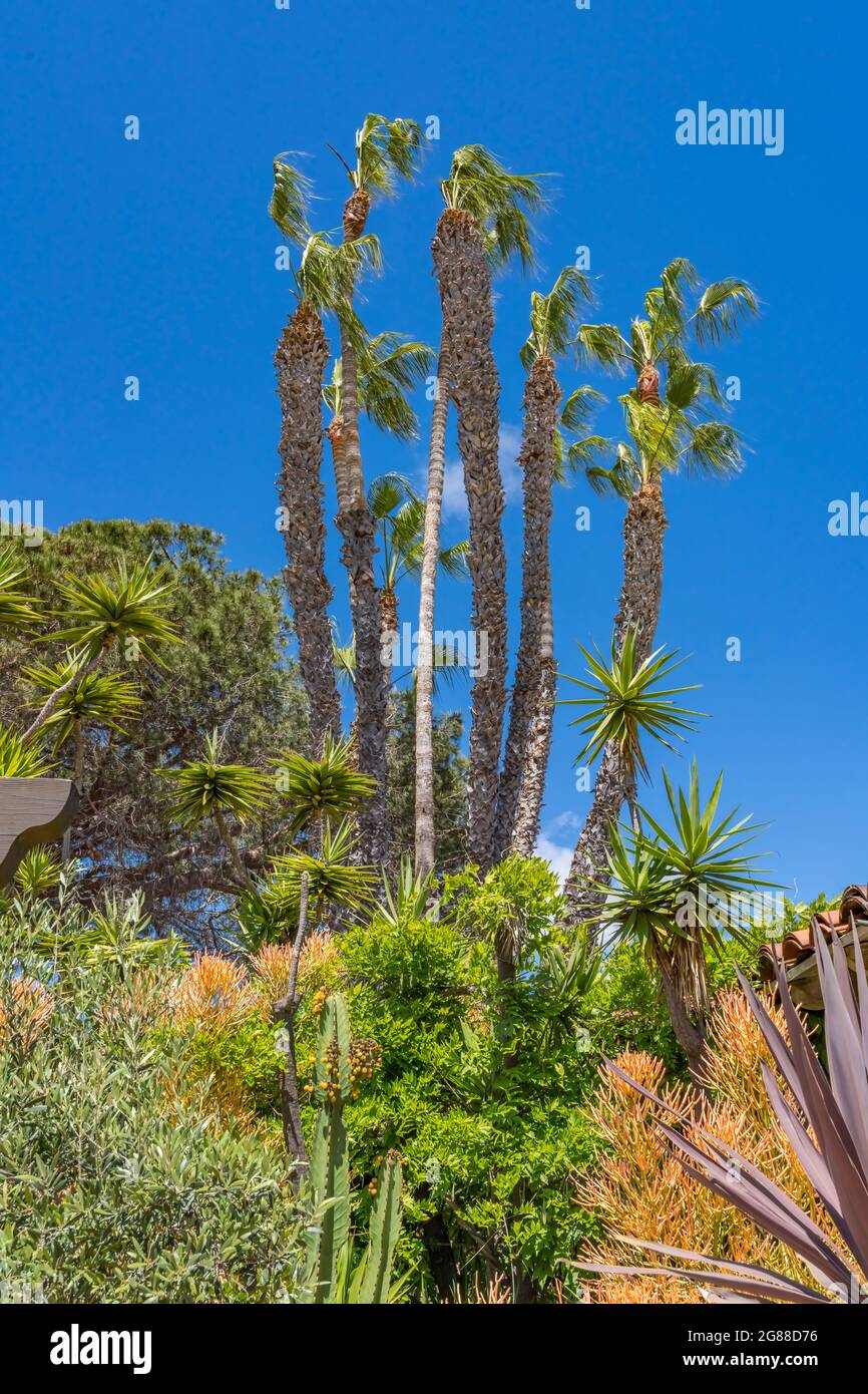 Palmen Pflanzen Old San Diego Kalifornien. Altstadt von 1700 bis 1800  Stockfotografie - Alamy