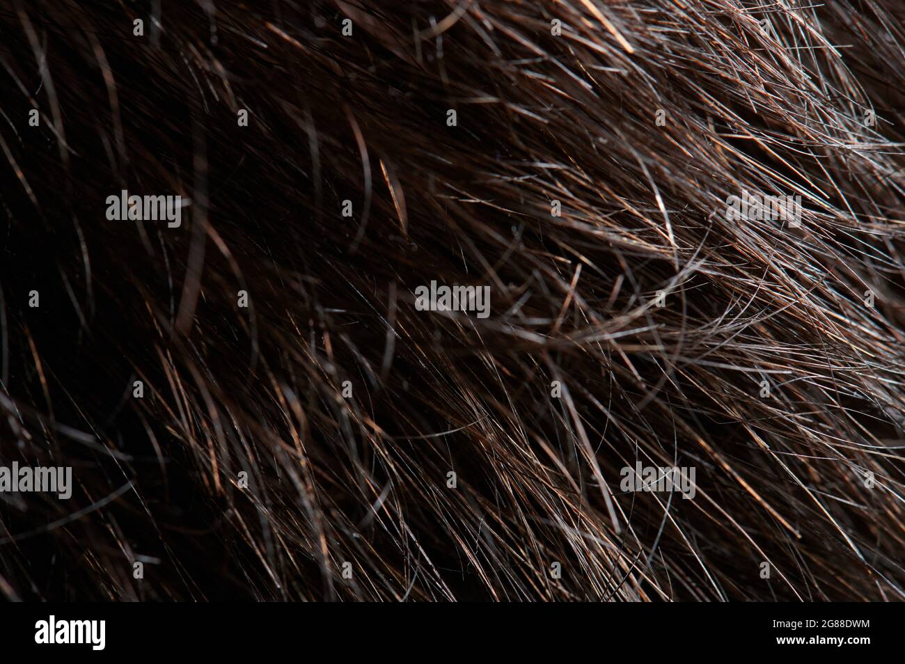 Nahaufnahme von unordentlichen Brünetten Haaren. Saubere, wellig glänzende Frisur Stockfoto