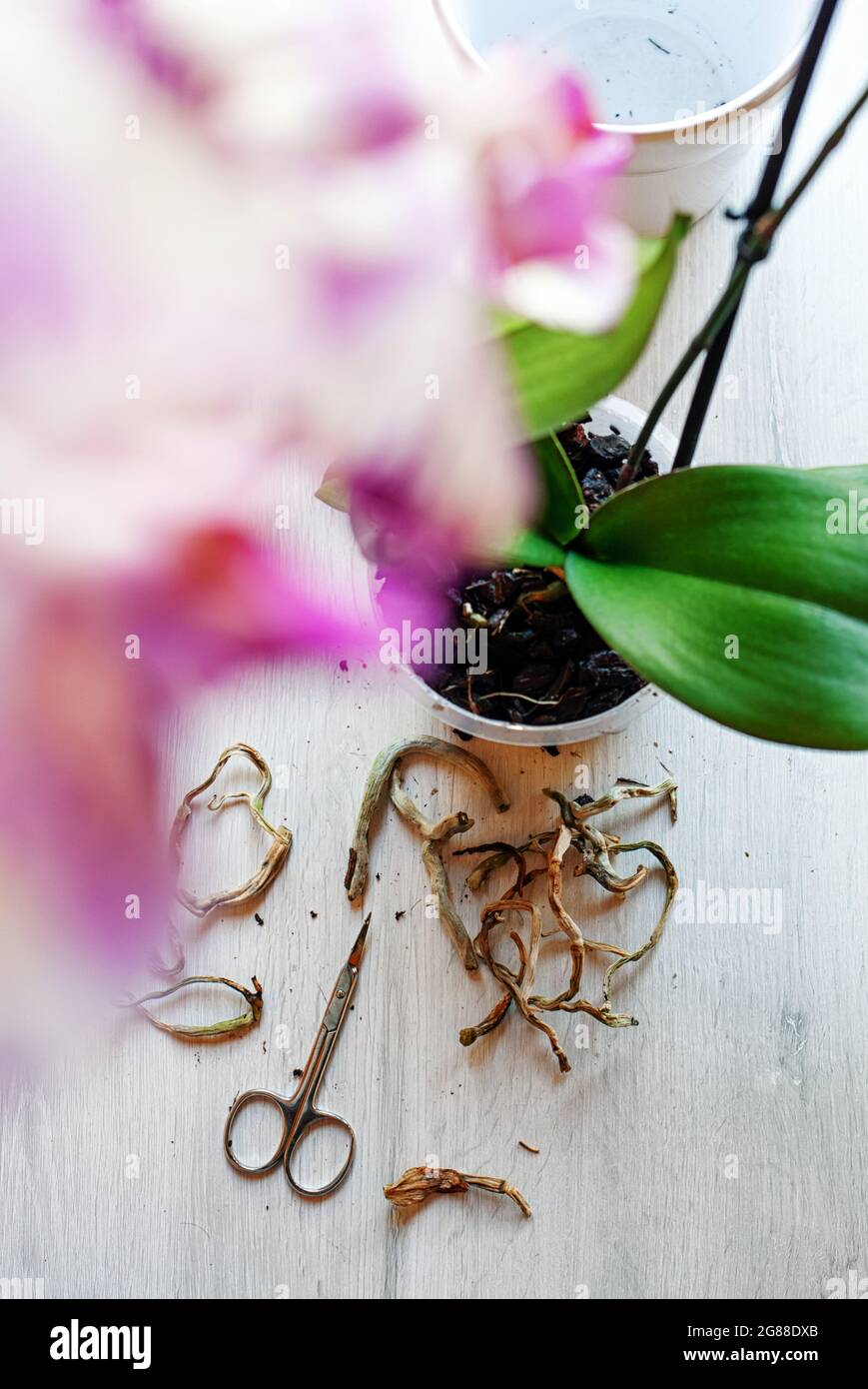 Transplantation und Pflege für Orchideen pals aenopsis zu Hause, Beschneiden der Wurzeln von Orchideen. Stockfoto
