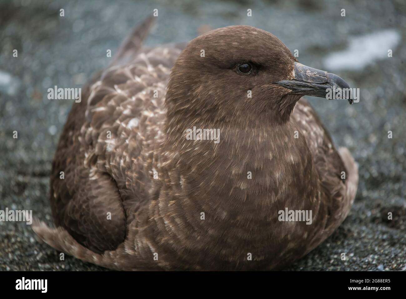 Eine große Skua (Catharacta skua), die auf einem Kiesstrand, Macquarie Island, ruht. Stockfoto