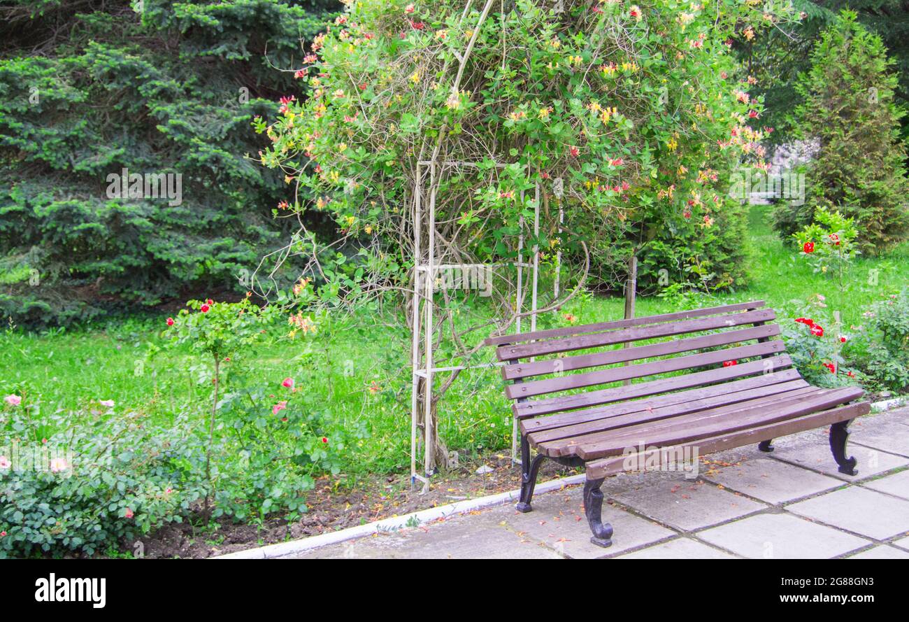 Eine alte Holzbank in der Nähe eines mit Blumen bedeckten Spaliers, ein Quellpark, ein selektiver Fokus. Stockfoto