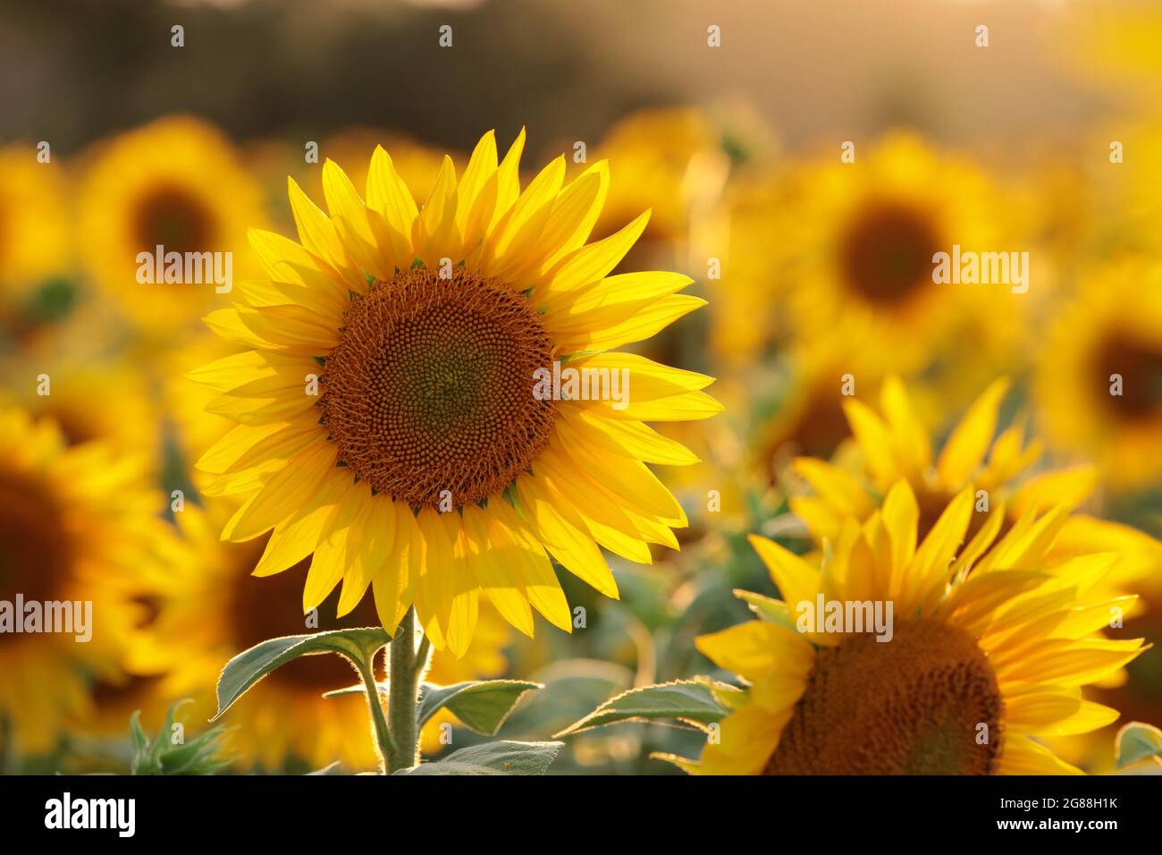 Sonnenblume - Helianthus annuus im Feld bei Sonnenuntergang Stockfoto