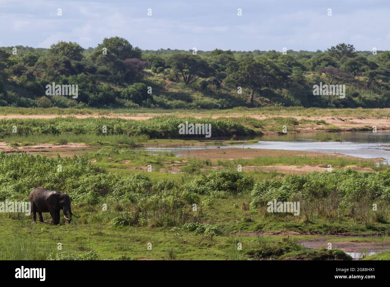 Landschaftlich schöner Blick auf den Fluss vom Letaba Rastlager im Kruger Nationalpark, Südafrika mit einem Elefanten auf der Weide Stockfoto