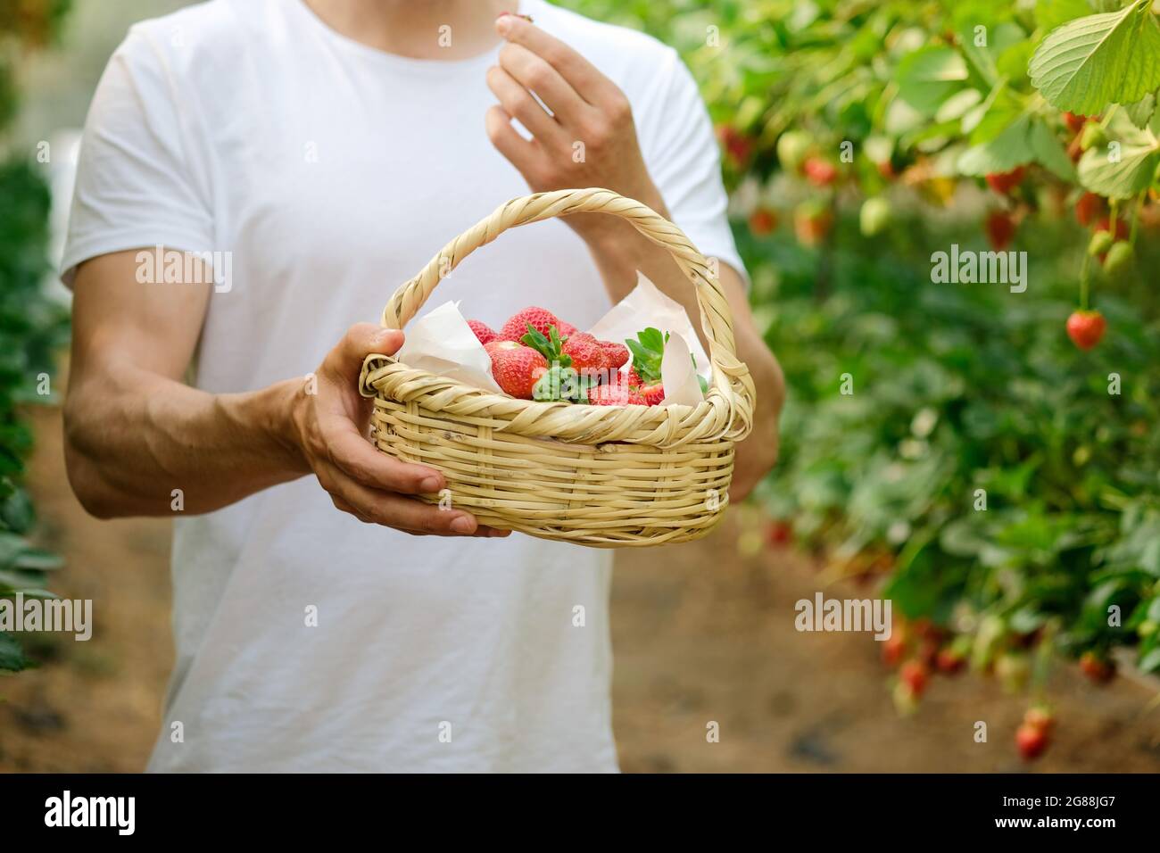 Männliche Hände mit einem Korb voller frischer, reifer Erdbeeren. Die Hand, die die Beeren hält, reifen Erdbeeren. Die Ernte der Beeren. Bauer halten eine Kiste Stockfoto