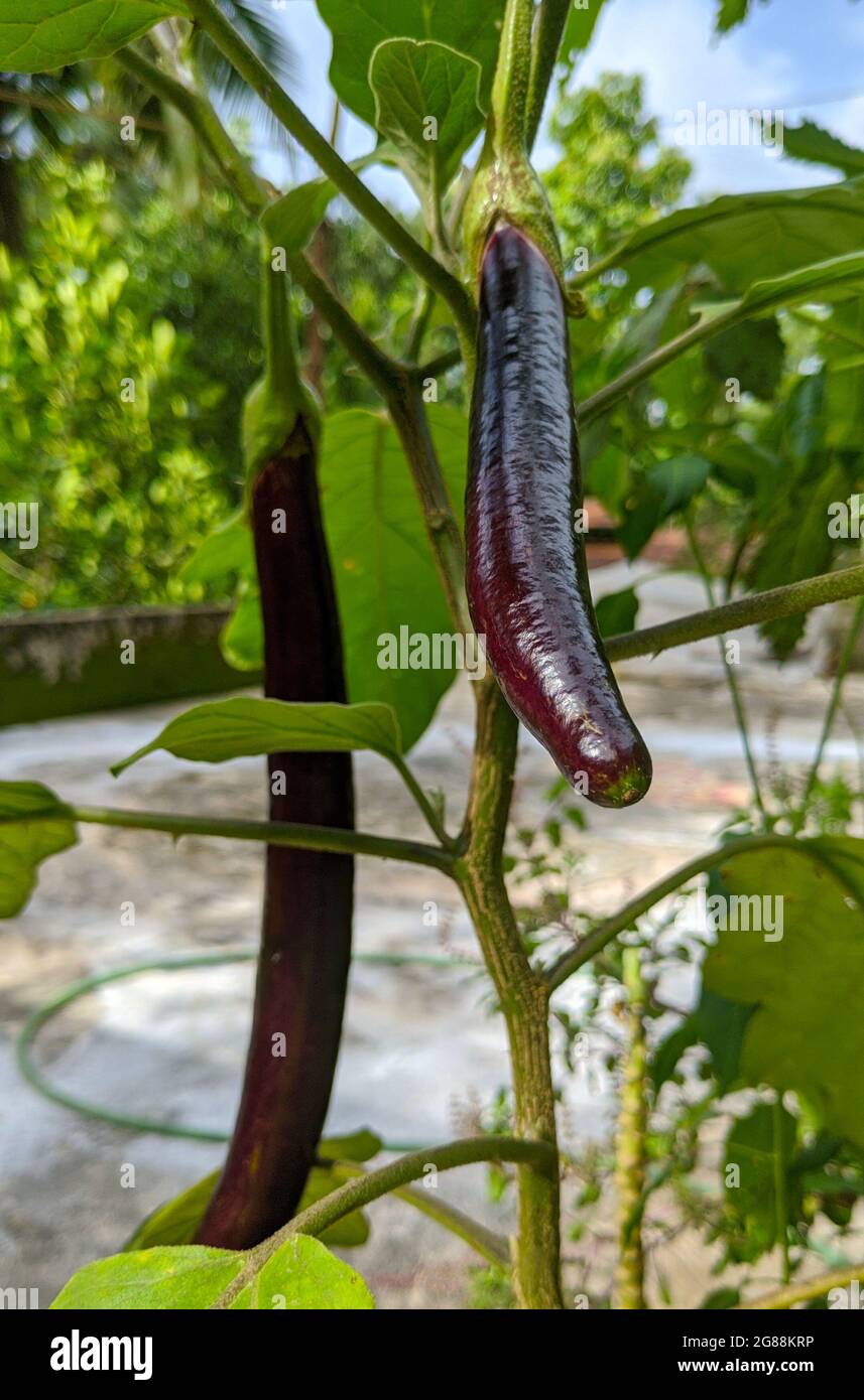 Farbe der Aubergine im Hausgarten Stockfoto