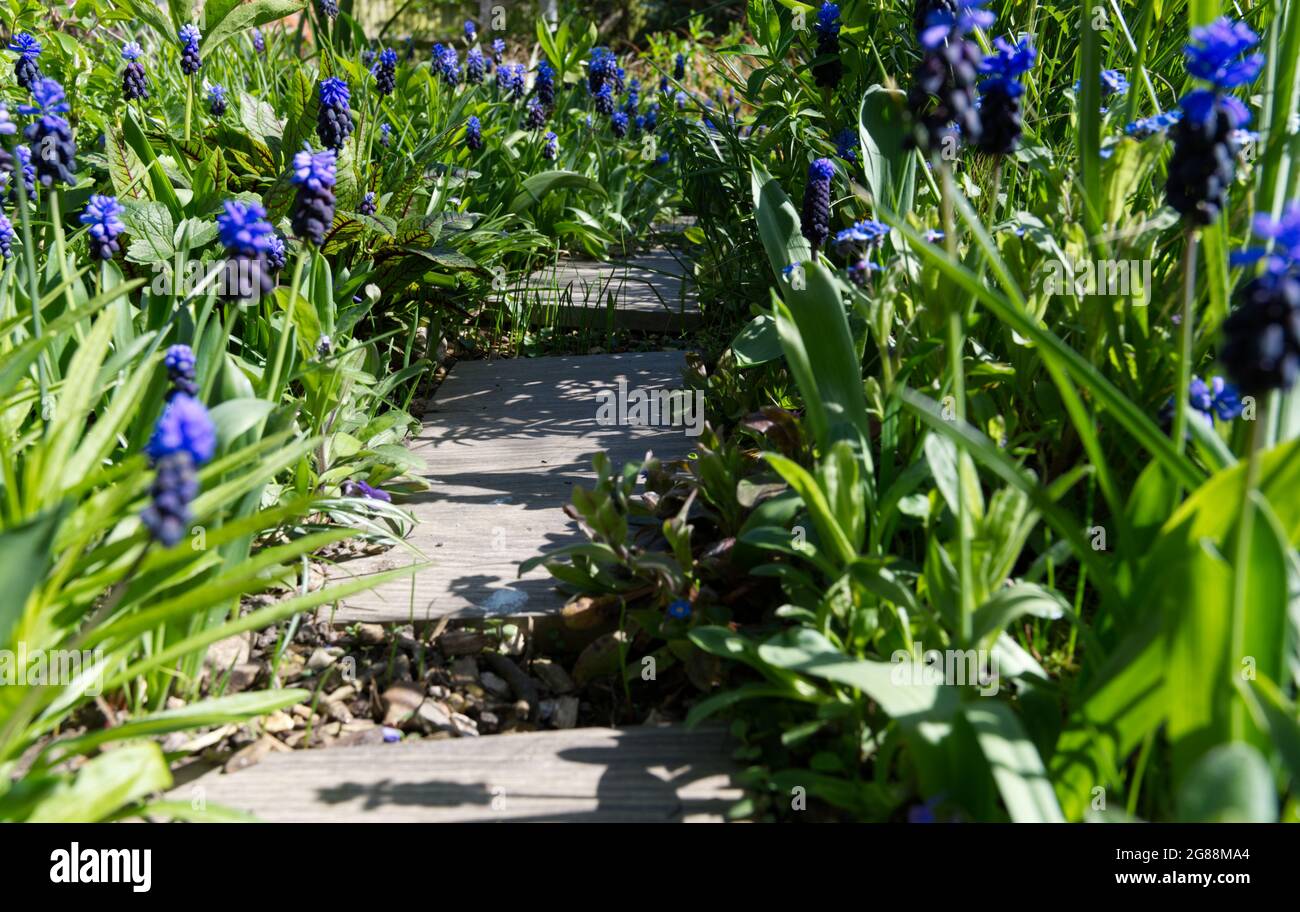 Im Frühling blühende Muscari latifolium breitblättrige Traubenhyazinthe, die neben dem Steppsteinpfad im Vereinigten Königreich im April angebaut wird Stockfoto