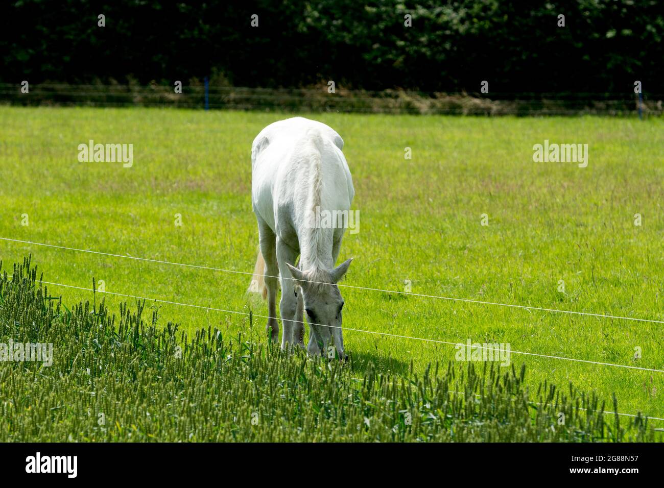 Graues Pferd auf einem Feld, umgeben von einem elektrischen Zaun, Großbritannien Stockfoto