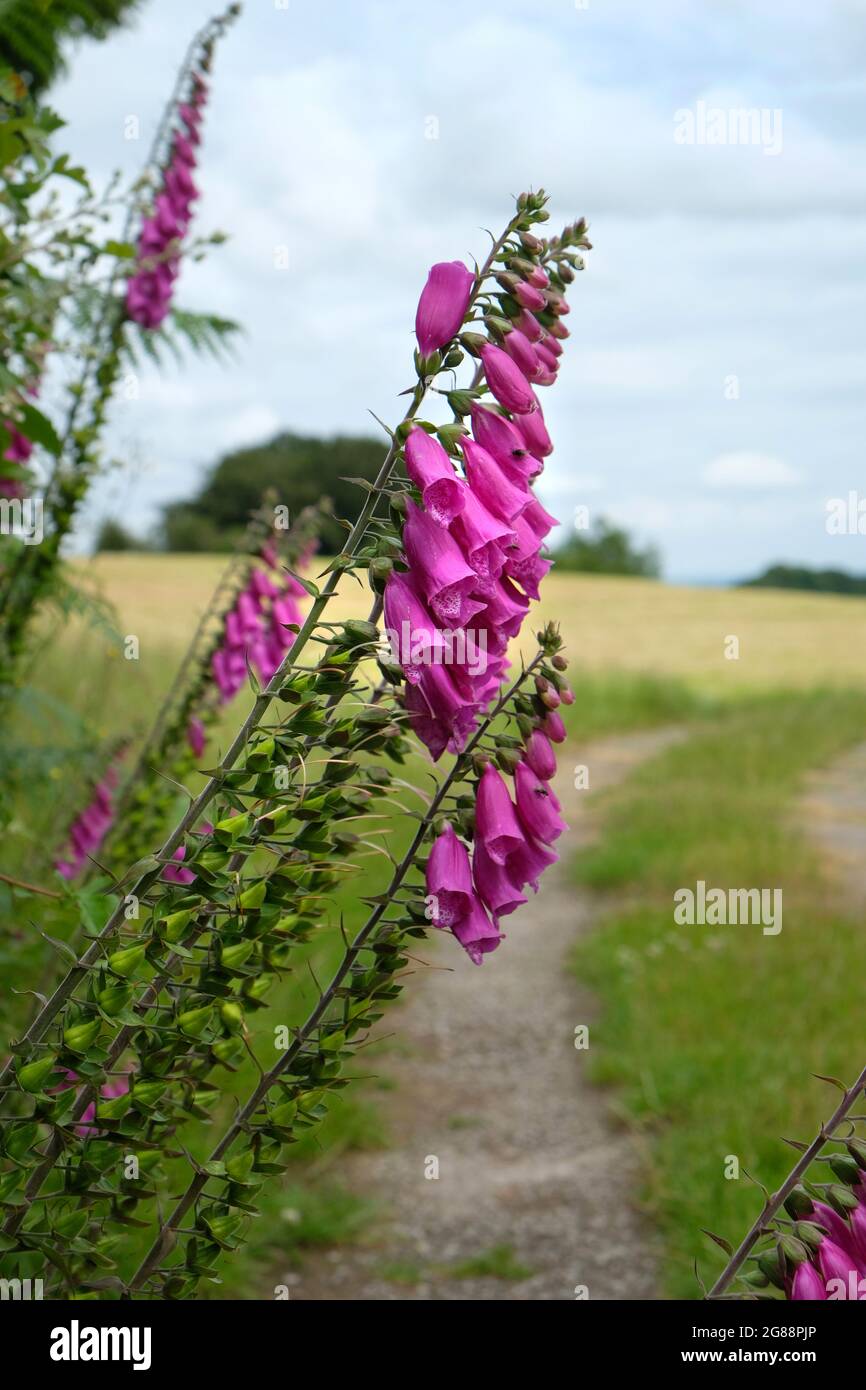 Foxglove - Digitalis - Sommerblumen neben einem Fußweg in der Landschaft von Herefordshire, England, Großbritannien Stockfoto