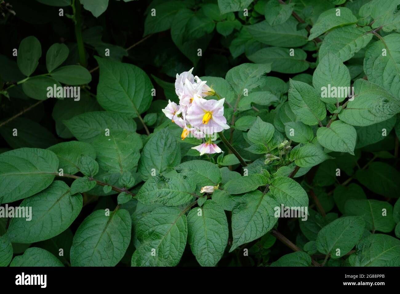 Blumen und grüne Blätter auf einer Kartoffelpflanze - Solanum tuberosum - in einem Gemüsegarten in Shropshire, England Stockfoto