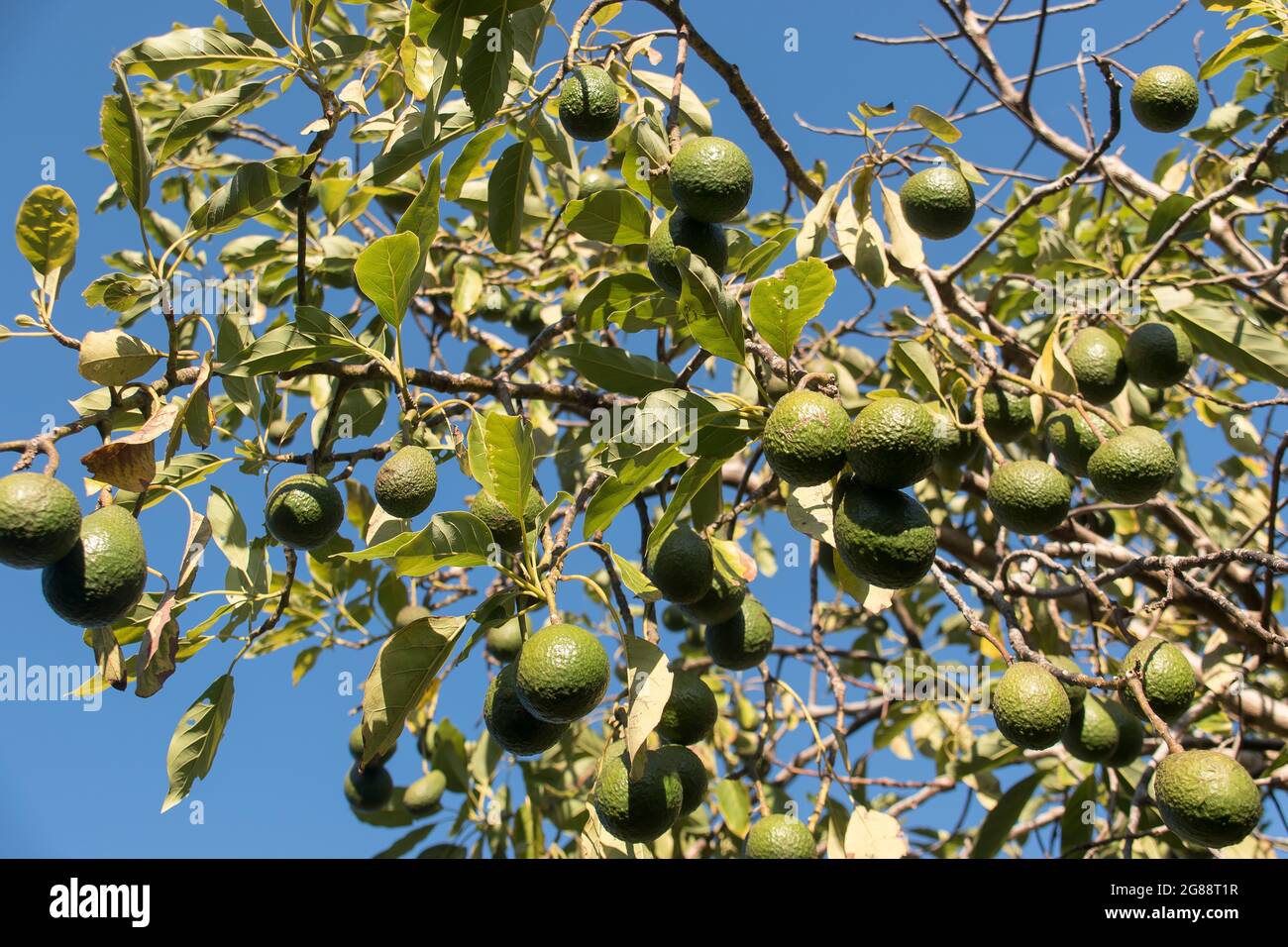 Zweige des Hass Avocado-Baumes (Persea americana) mit vielen reifen Früchten. Winter, Obstgarten, Tamborine Mountain, Australien. Sonnenschein und blauer Himmel. Stockfoto