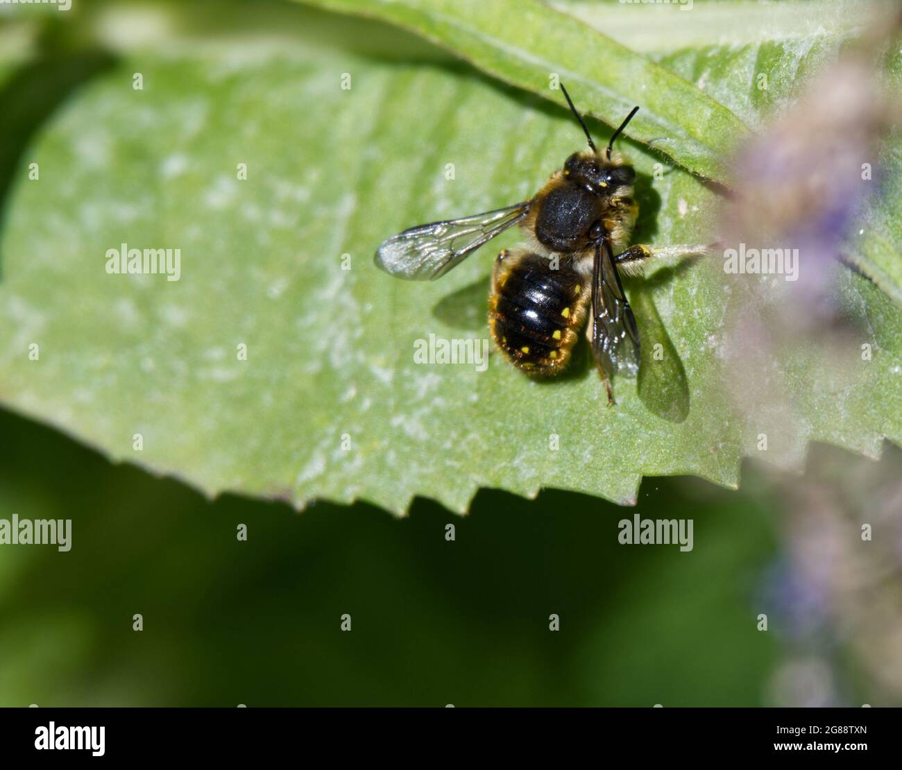 Blattschneider-Biene (Megachilidae) auf einem Teazle-Blatt im Sommer des Vereinigten Königreichs Stockfoto