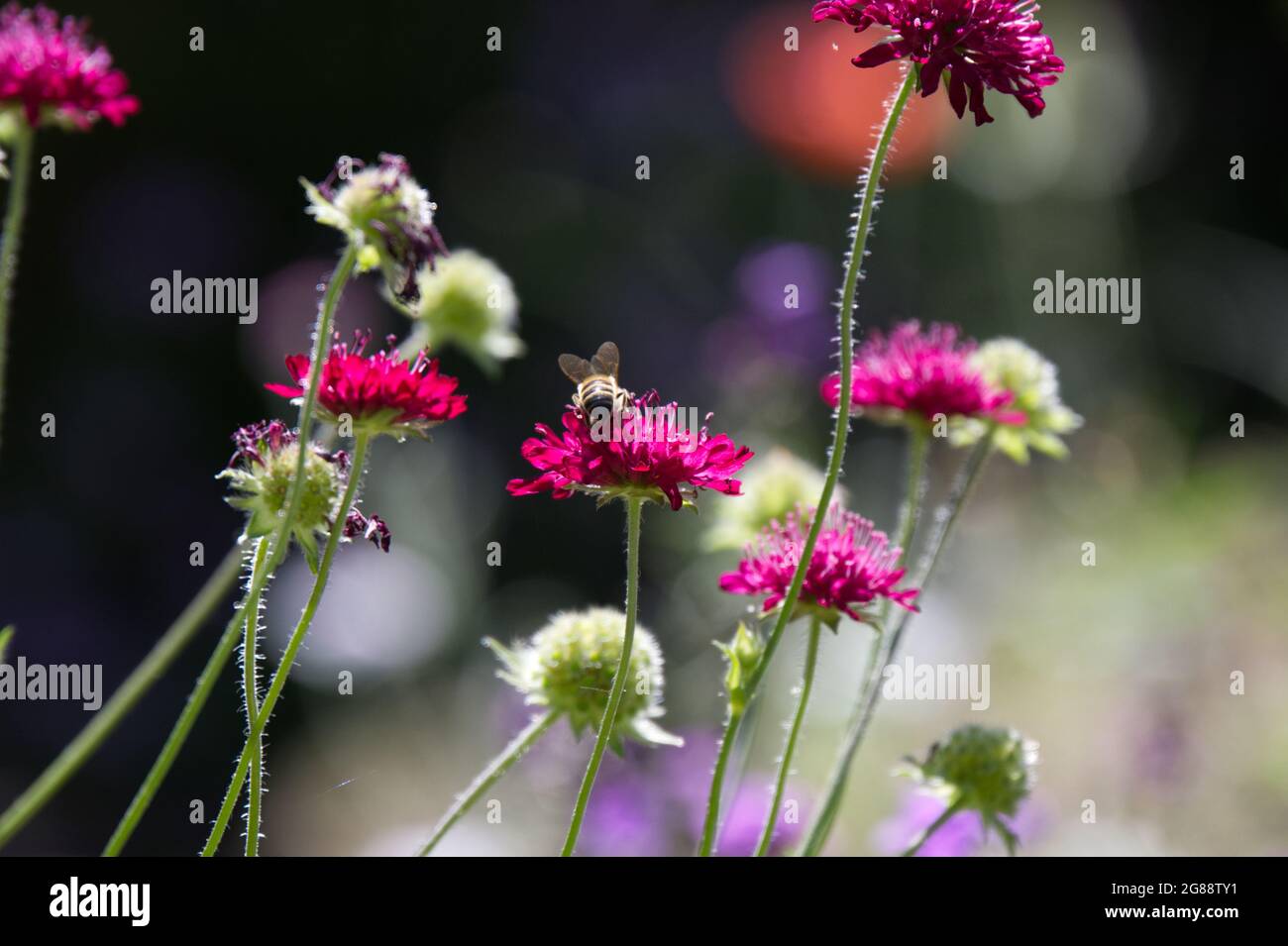 Sommerblume von knautia macedonica Blume mit Biene UK Juli Stockfoto