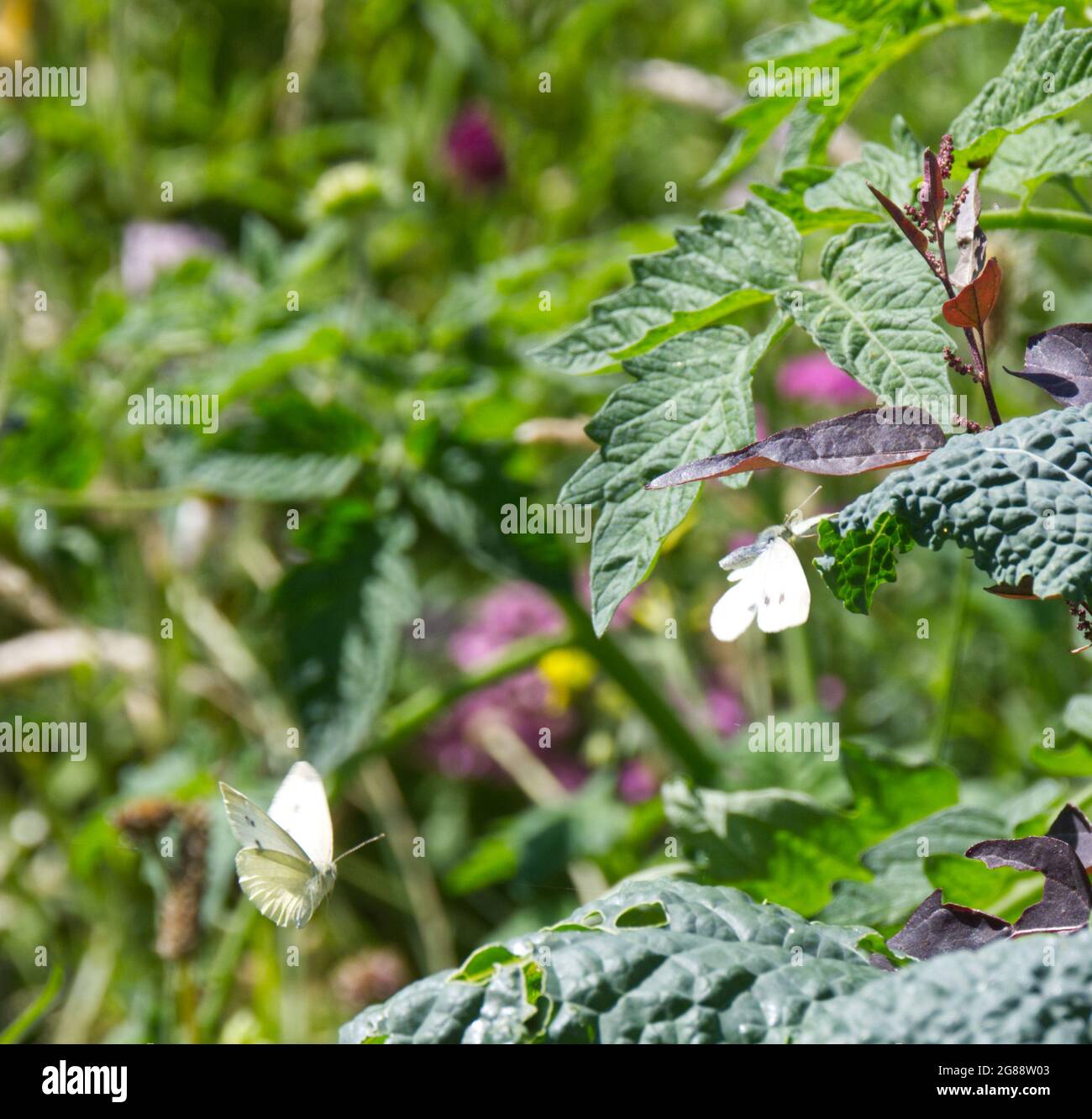 Kohlweißer Schmetterling ( Pieris rapae ) auf Grünkohl (Cavolo nero) und Tomatenpflanze, mit roter Orach im Vereinigten Königreich Stockfoto