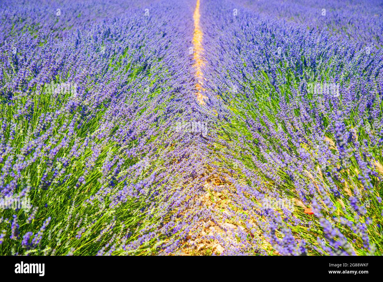Lavendel Blumen. Stockfoto