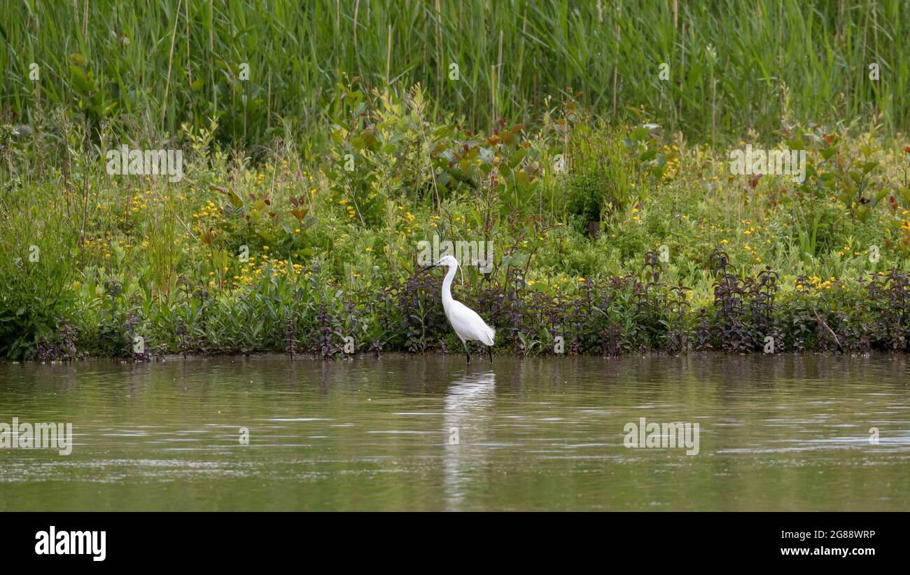 Ein kleiner Reiher, der im Wasser an einem grünen Flussufer watet Stockfoto