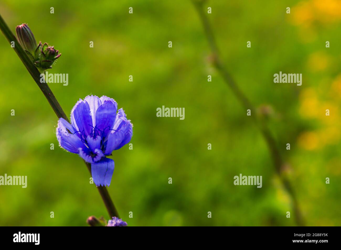 Nahaufnahme einer blauen Zichorienblume in der Nachmittagssonne. Flacher Freiheitsgrad Stockfoto