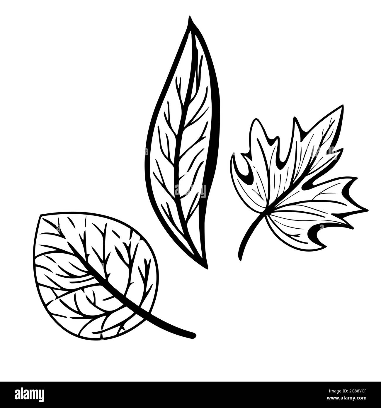 Grafische Herbstblätter in Tinte auf Weiß. Designelemente im Herbst. Stock Vektor