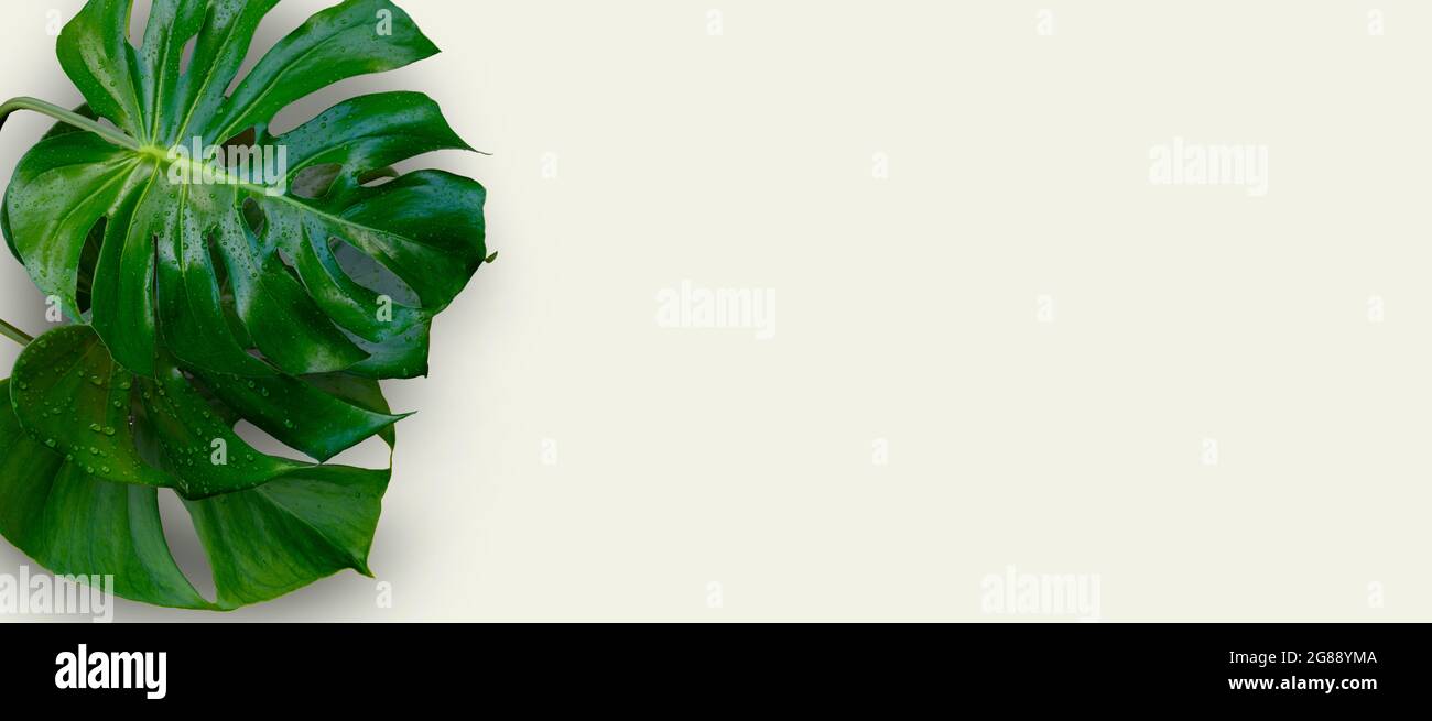 Monstera Pflanze Blätter isoliert auf weißem Hintergrund Stockfoto