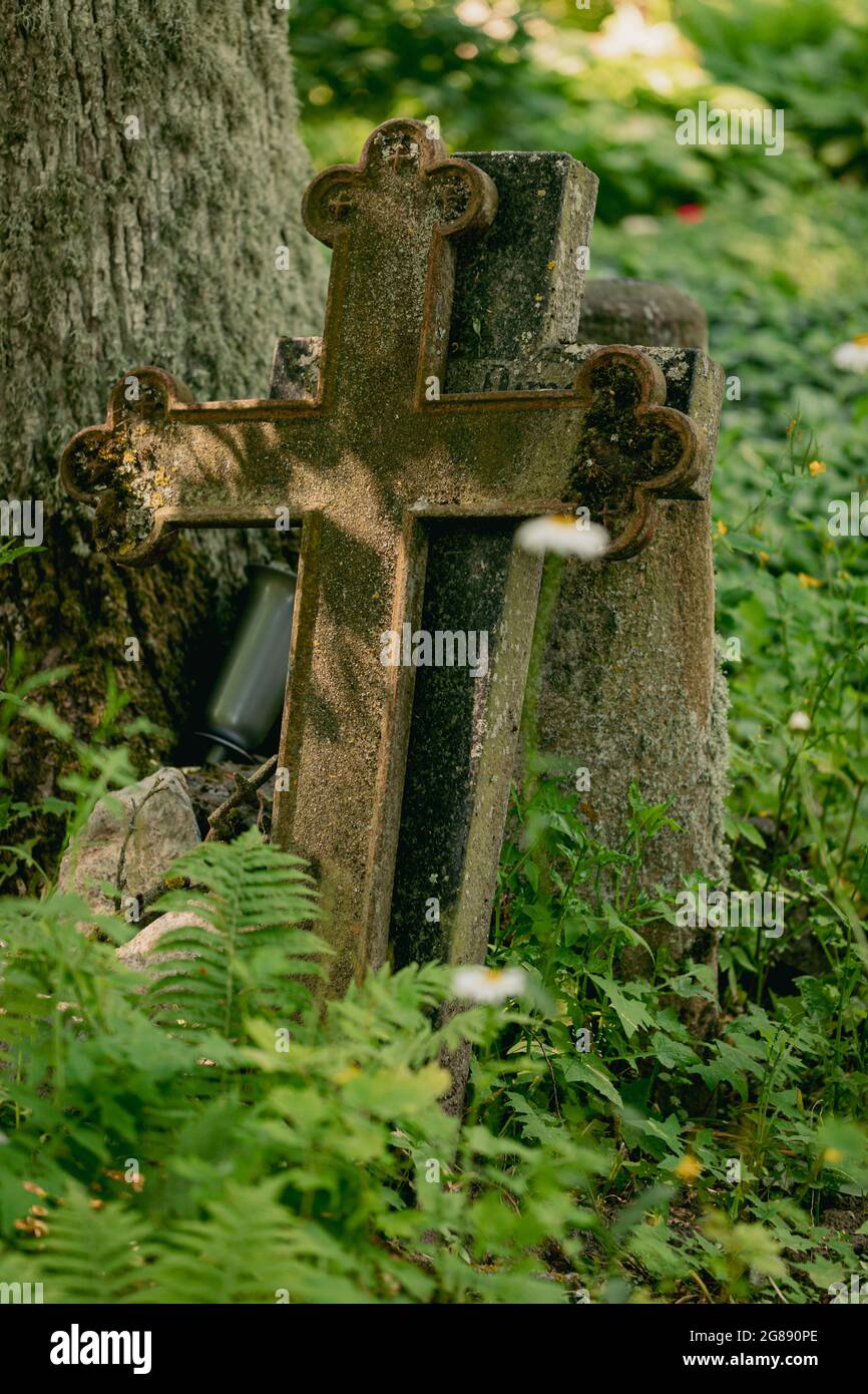 Zwei verlassene Grabkreuze auf dem alten lettischen Friedhof. Beide stapelten sich zu einer Granitzaunsäule in der Nähe von großen Eichen- oder Ahornbäumen. Farn wächst vorne Stockfoto