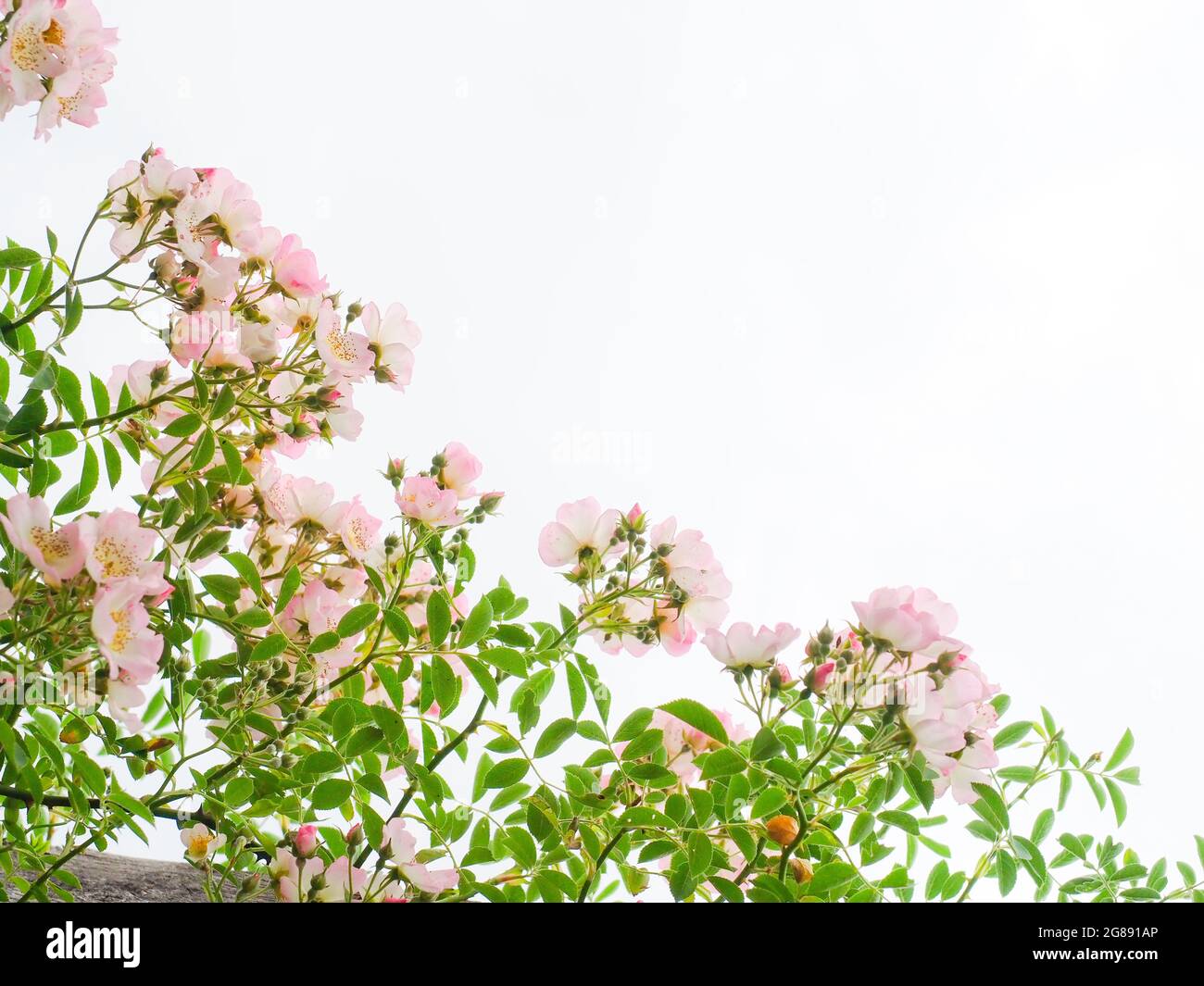 Eine schöne High-Key-Bilder von zarten rosa Rosen Stockfoto