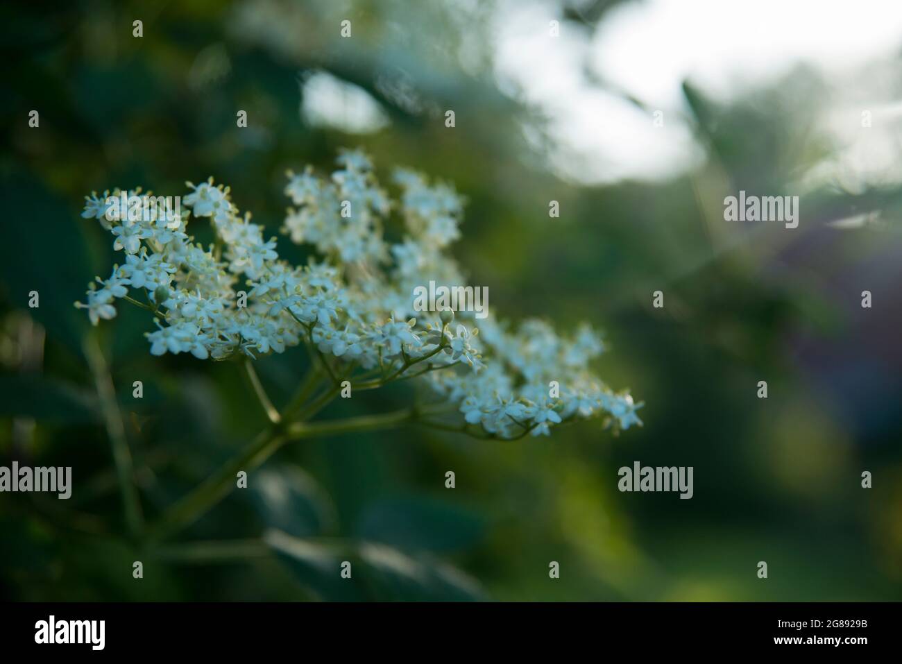 Holunderblüten, Holderflower Stockfoto