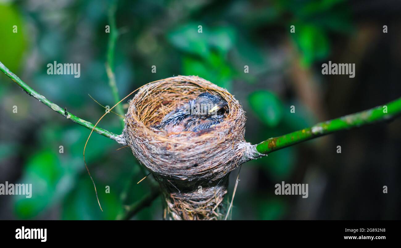 Neugeborener Vogel im Nest aus der Nähe. Ein kleiner kleiner Vogel im Nest wartet auf die Mutter. Baby Vogel nah schauen. Leben in einem Vogelnest aus Gras. Stockfoto