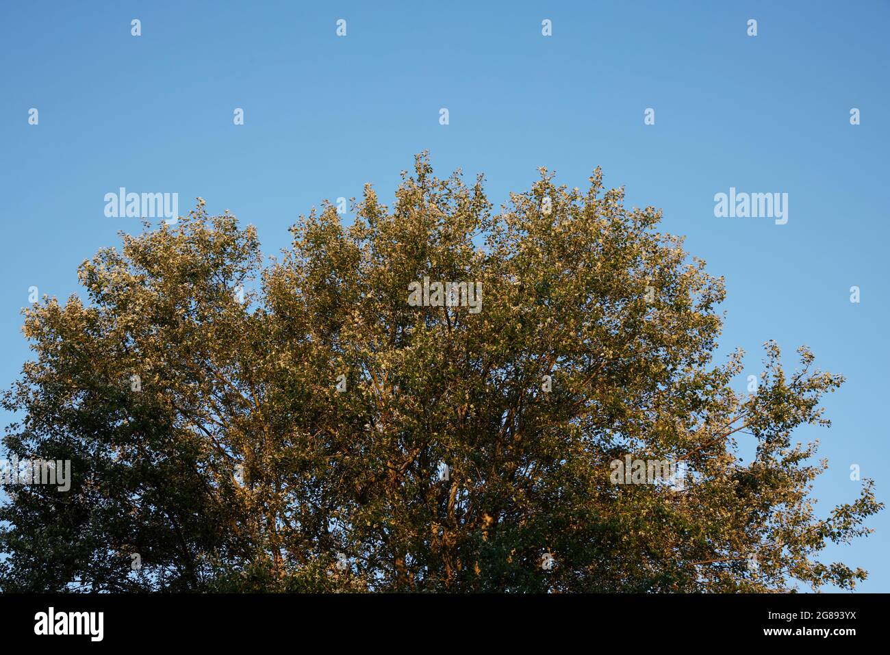 Baumkronen im Sommer in Großbritannien gesehen. Stockfoto