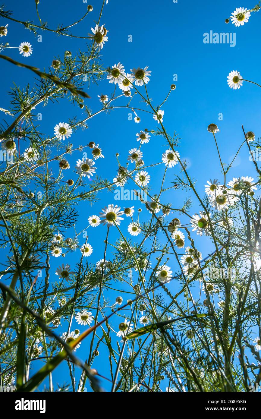 Blicken Sie auf eine farbenfrohe Naturblumenwiese mit Margariten und heller Sonne Stockfoto