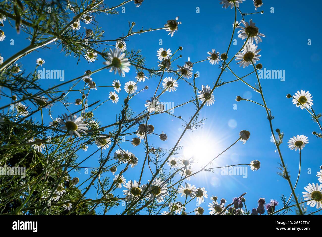 Blicken Sie auf eine farbenfrohe Naturblumenwiese mit Margariten und heller Sonne Stockfoto