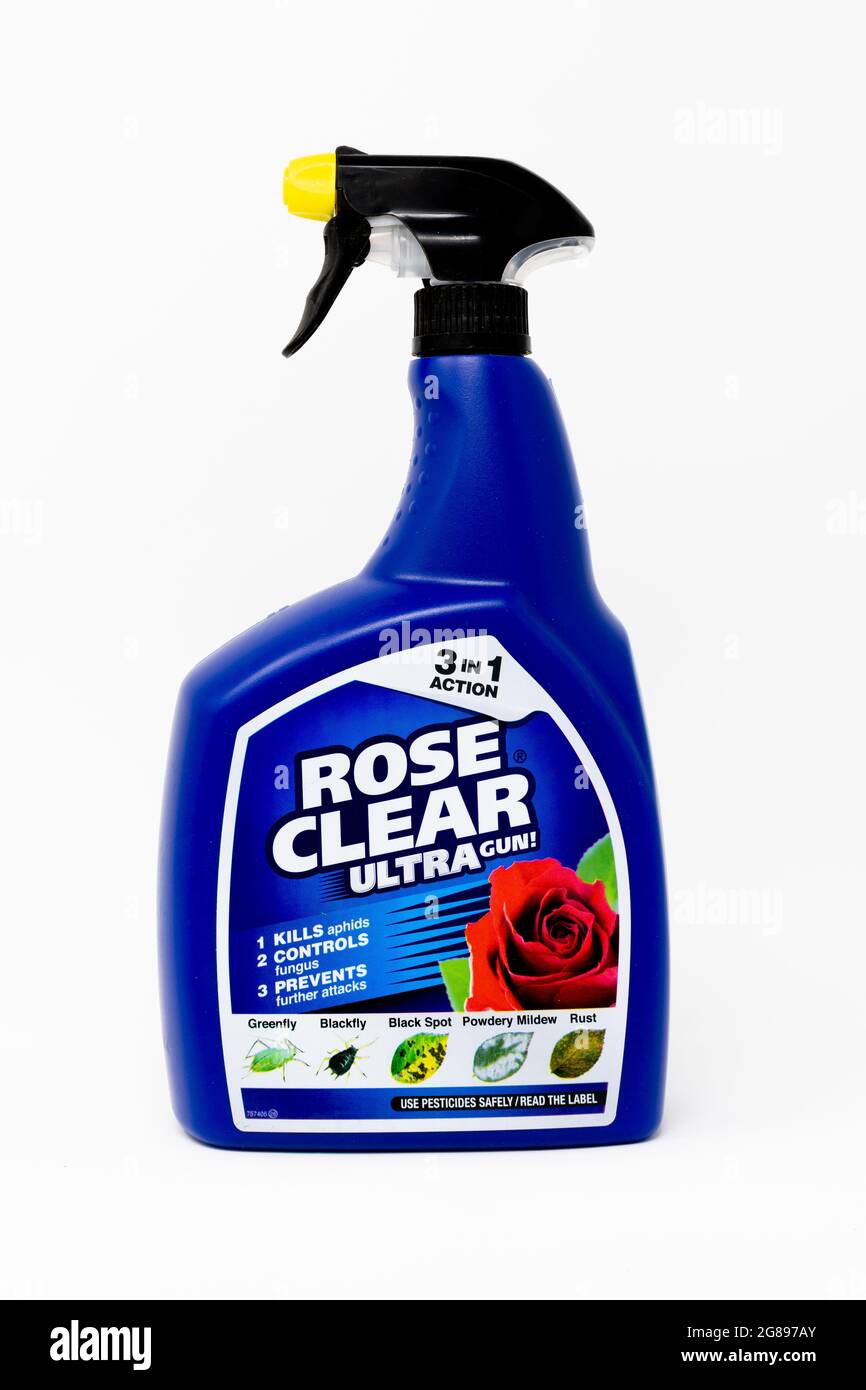Rose Clear Ultra Sprühflasche Stockfoto