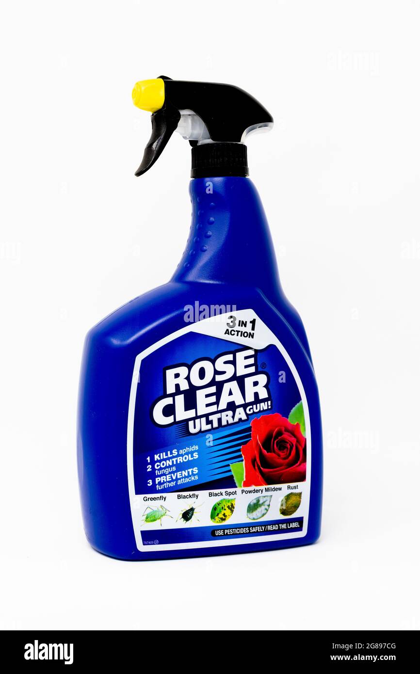 Rose Clear Ultra Sprühflasche Stockfoto