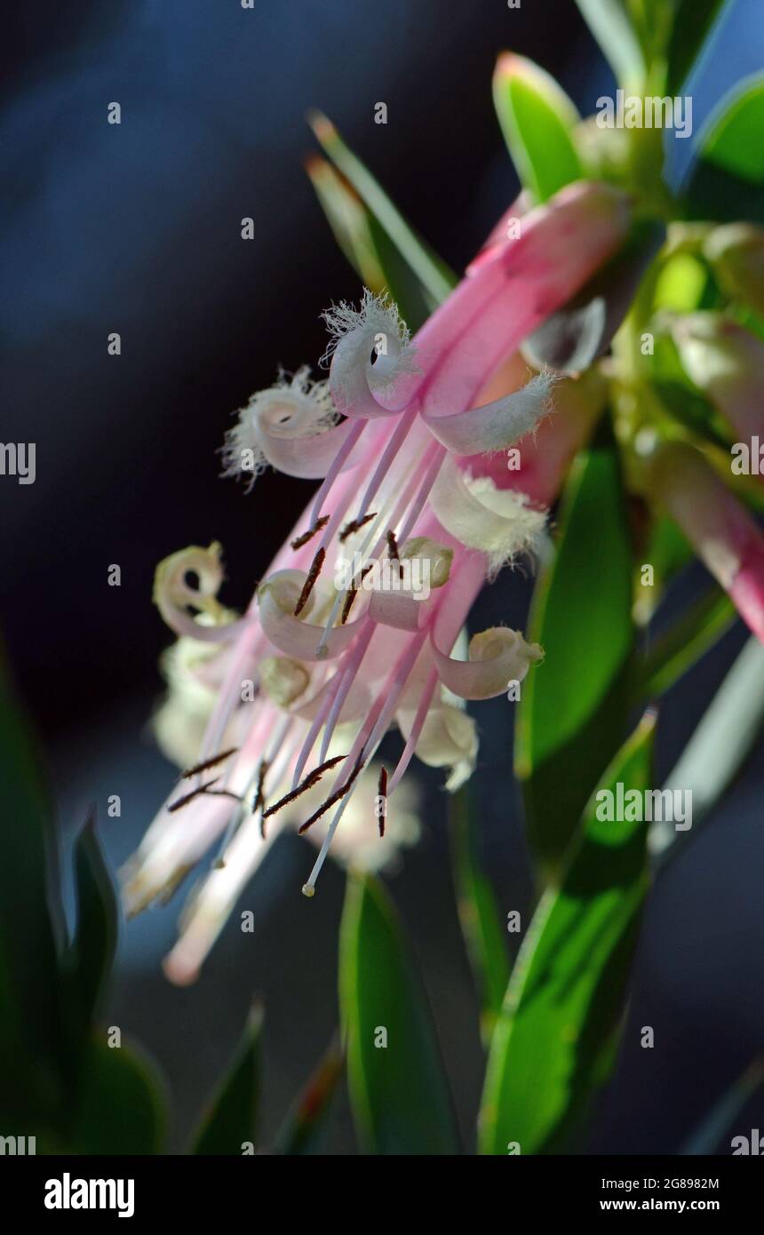 Australische gebürtige Pink Five-Corners Flowers, Styphelia triflora, Familie Ericaceae, wächst in Sydney Woodland, NSW, Australien. Frühling bis Sommer blühen Stockfoto