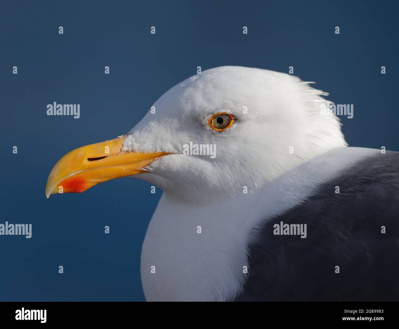 Ein Profilbild einer niedlichen weißen Möwe vor einem klaren blauen Himmel Stockfoto