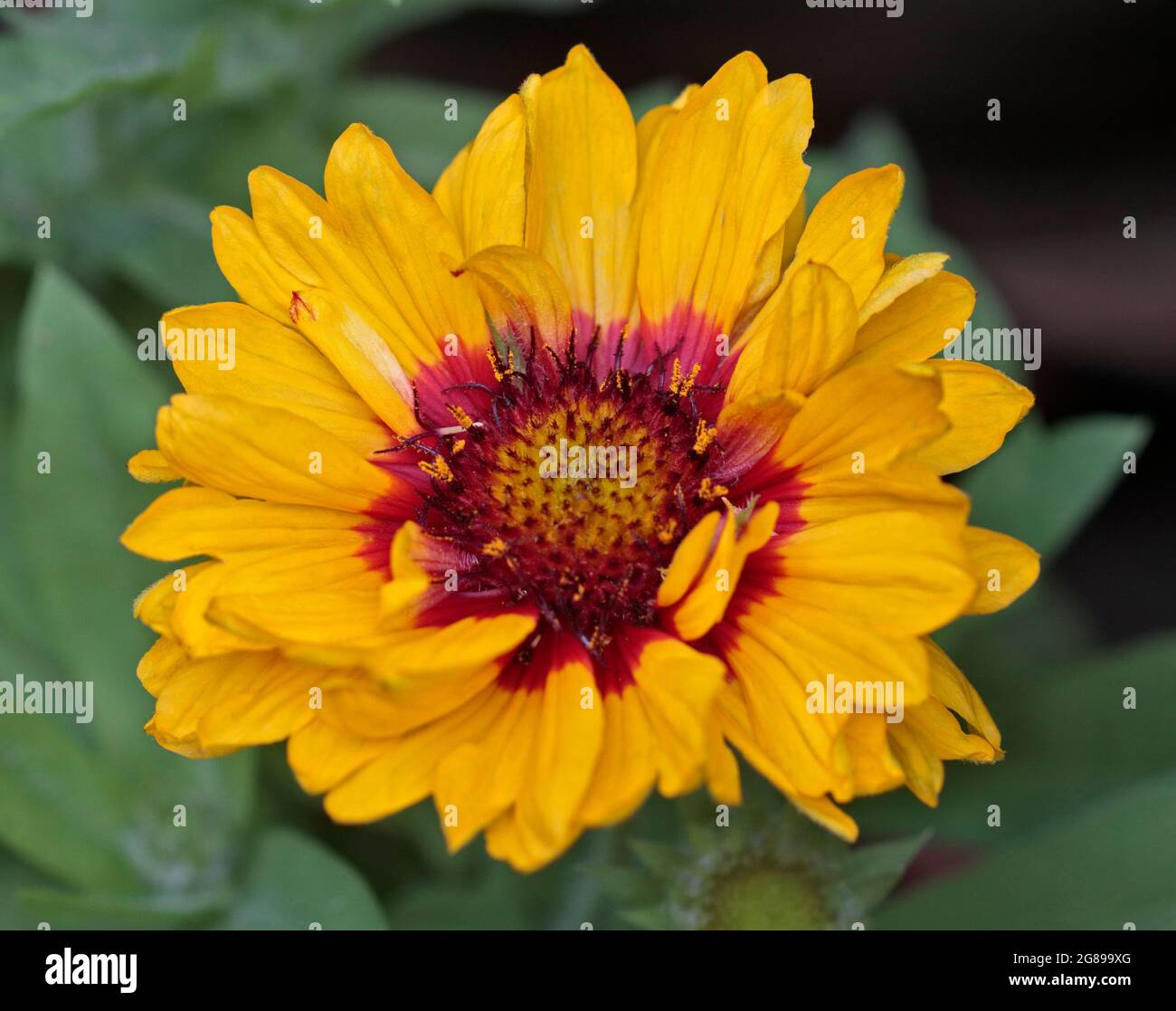 Gaillardia Mesa Helle Farbe (Decke Blume) Stockfoto
