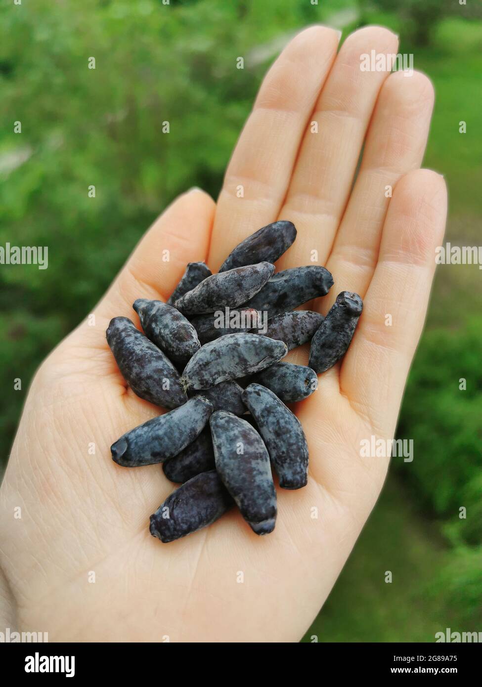 Blaue Beeren. Die Beeren von Geißblatt in der Hand. Nahaufnahme der Hand, die Lonicera kamtschatica Früchte hält Stockfoto
