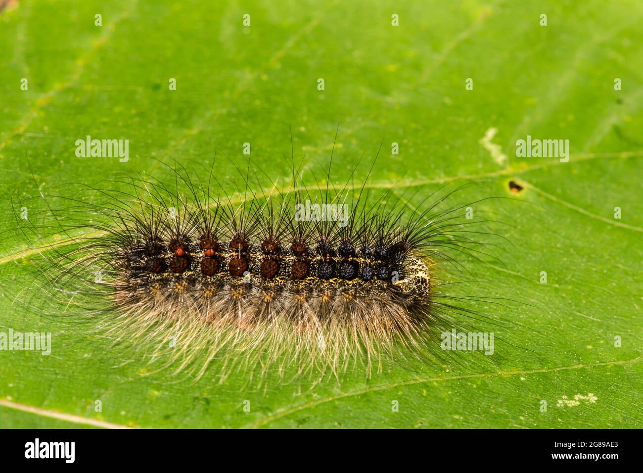 Schwammige Motte Caterpillar (Lymantria dispar dispar) Stockfoto