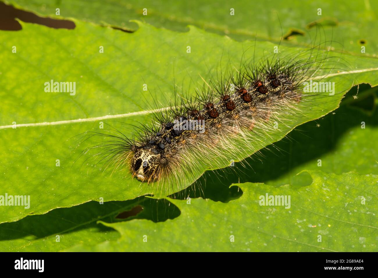 Schwammige Motte Caterpillar (Lymantria dispar dispar) Stockfoto