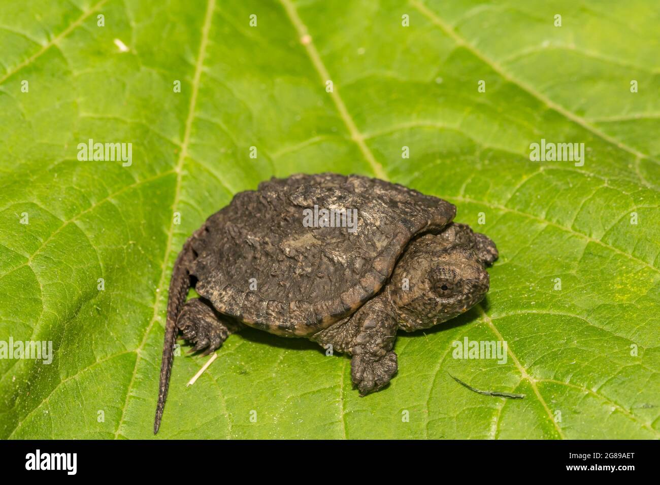 Gewöhnliche Schnappschildkröte (Cheldra serpentina) Stockfoto